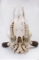 animal skull 0082